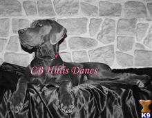 great dane puppy posted by CB Hillis Danes